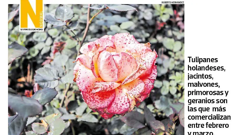 ramo flores SITIO3